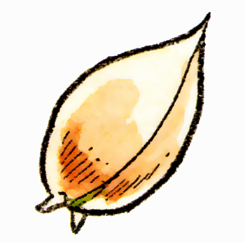 File:Seed of Luck art.png