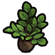 File:Plumberry seedling icon.png