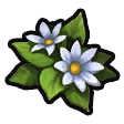 Milkblossom icon.png