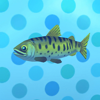 File:Stripy Salmon.jpg