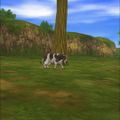 DQ VIII Android Isolated Plateau Cow 3.jpg