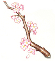 Blooming branch hi res scan.png