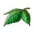 Yggdrasil leaf xi icon.png