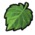 Medicinal leaf
