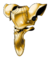 Gold mail artwork.png