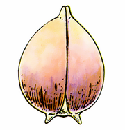 DQIV Seed of Luck.png