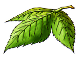 YggdrasilLeafArt.png