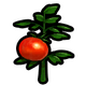 Killer tomato dqtr icon.png